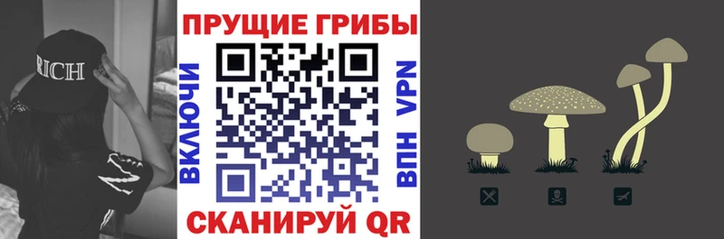 дарнет шоп  Тейково  Галлюциногенные грибы Psilocybe 